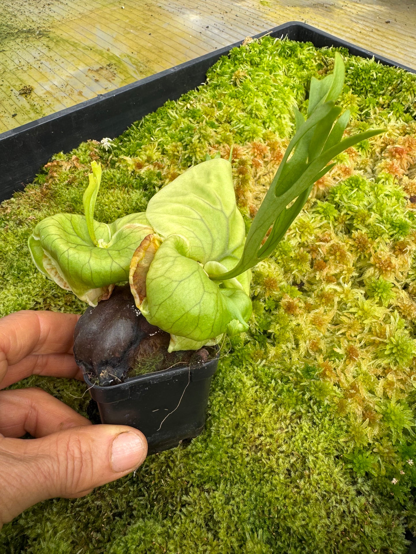 Platycerium Ridleyi 65mm pot