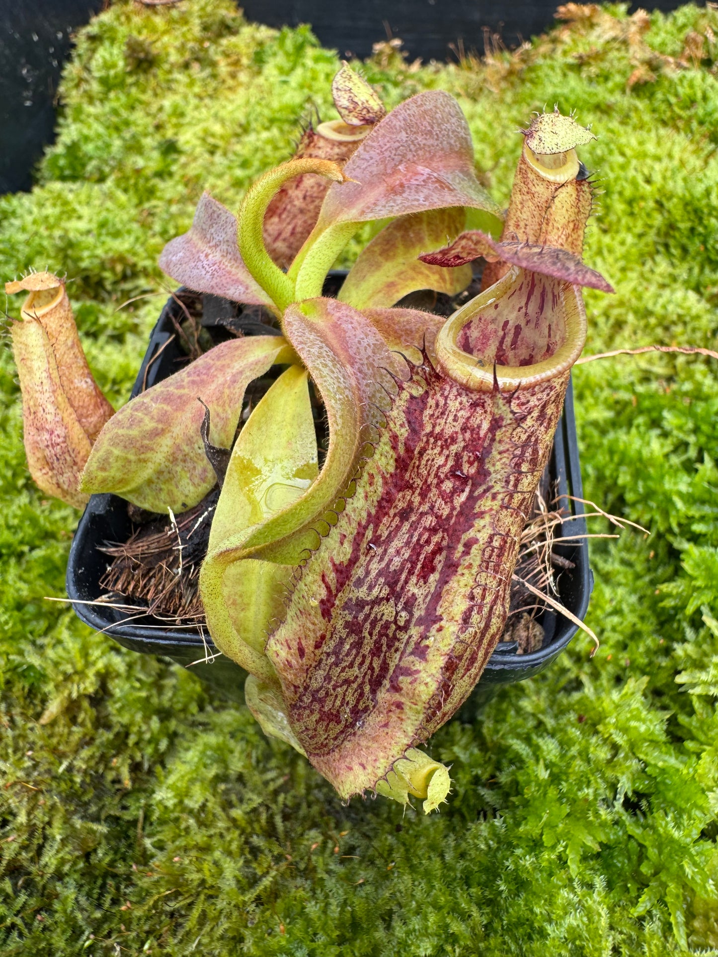Nepenthes Maxima TC 65mmn pot