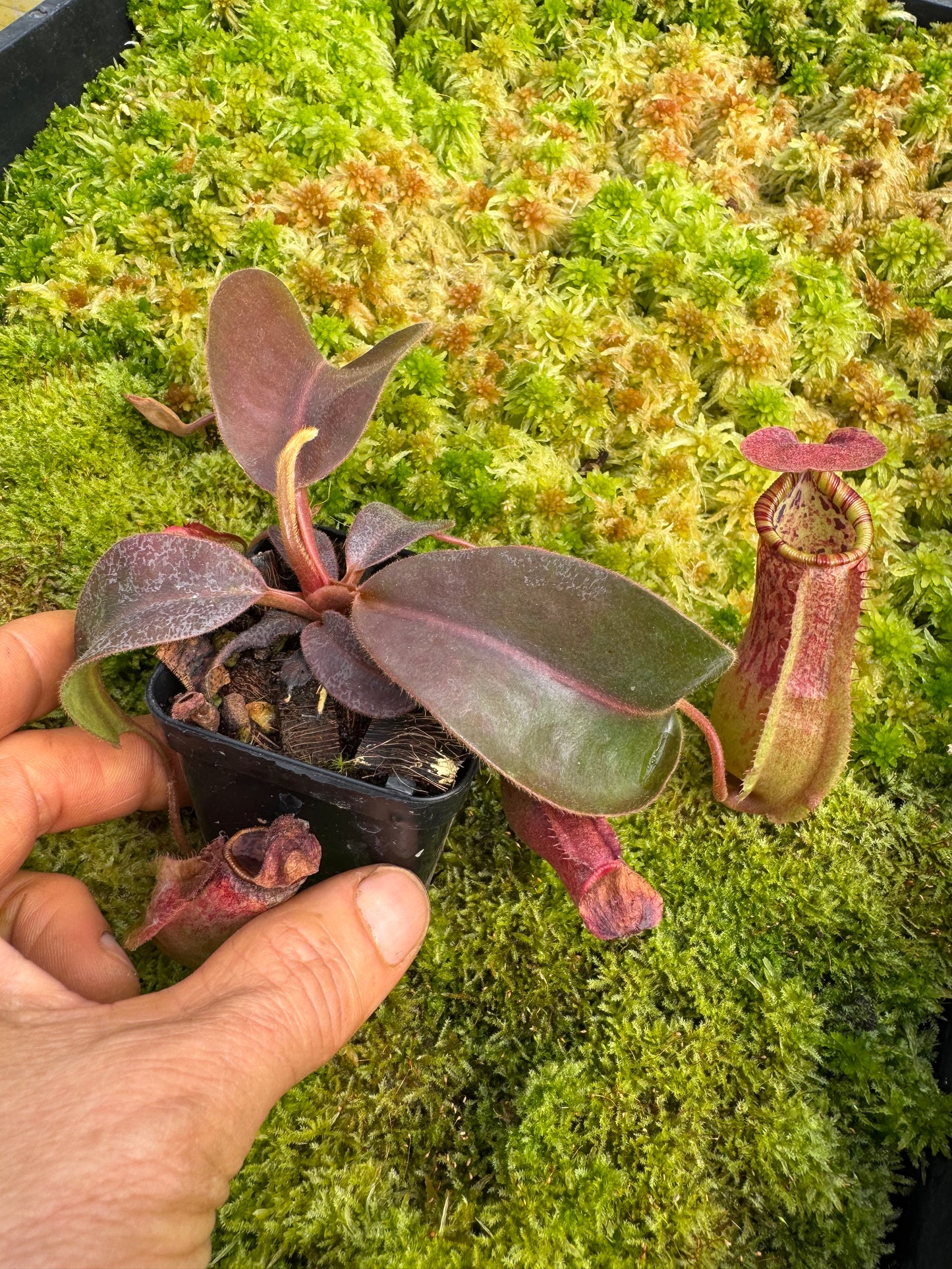 Nepenthes Veitchii TC 65mm pot Size 2