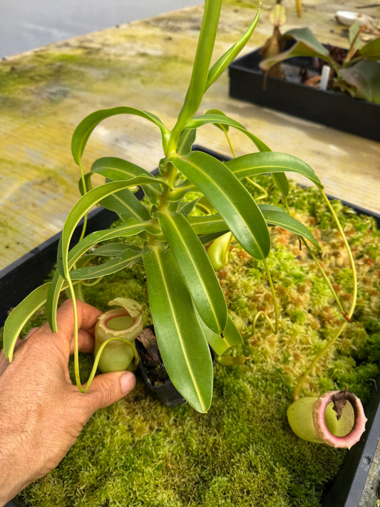 485 N. (Ventricosa x sibuyanensis) x (ventricosa x sibuyanensis) 65mmpot