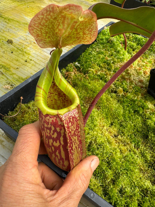 488.N. (boschiana x veitchii) x tiveyi 65mm pot