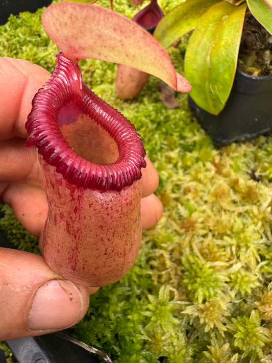 492.N.(VENTRICOSA X SIBUYANENSIS) X (VENTRICOSA X SIBUYANENSIS) 65mm pot