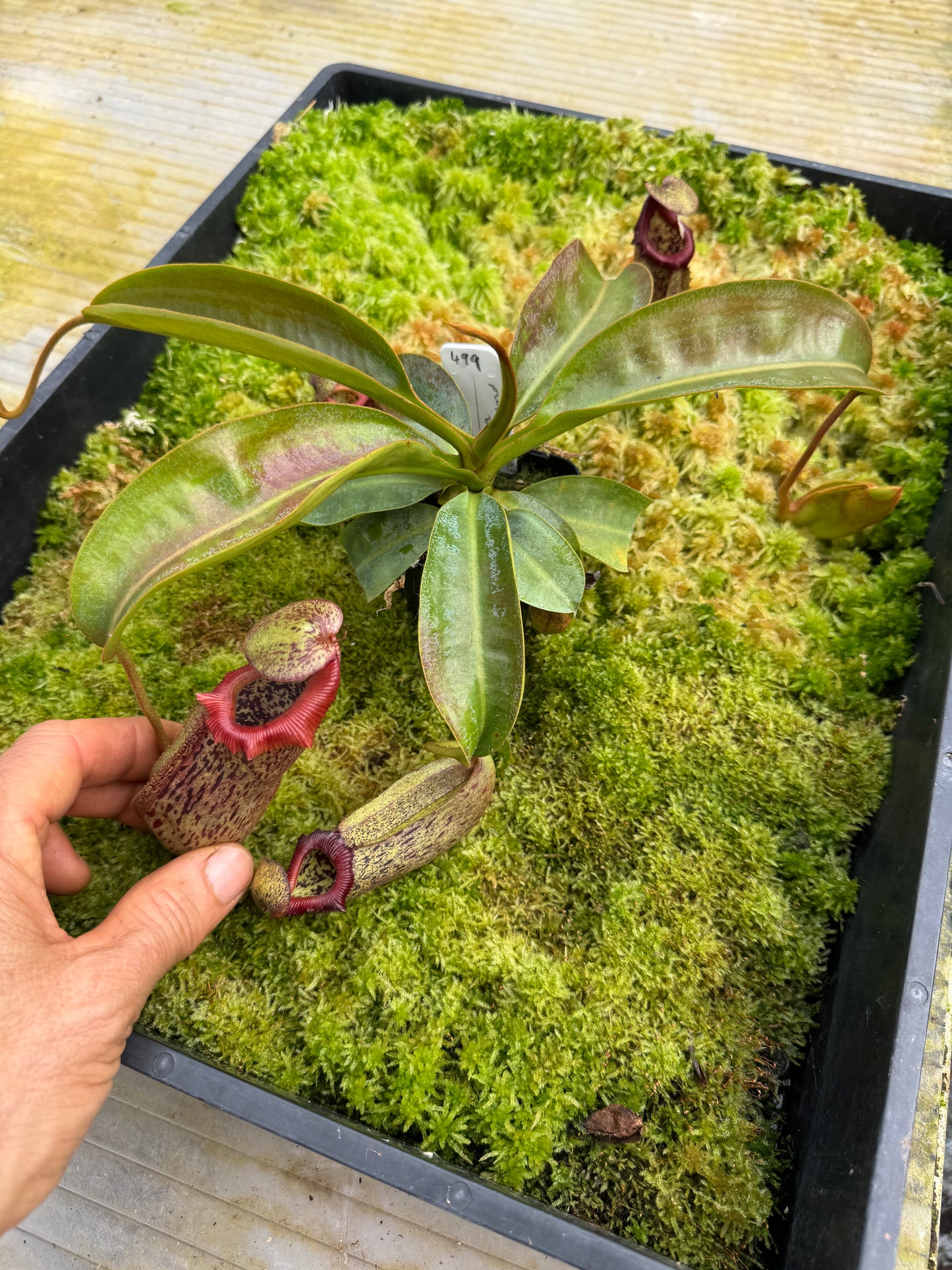 499.N.(Veitchii x burbidgeae) x (maxima x edwardsiana) 65mm pot