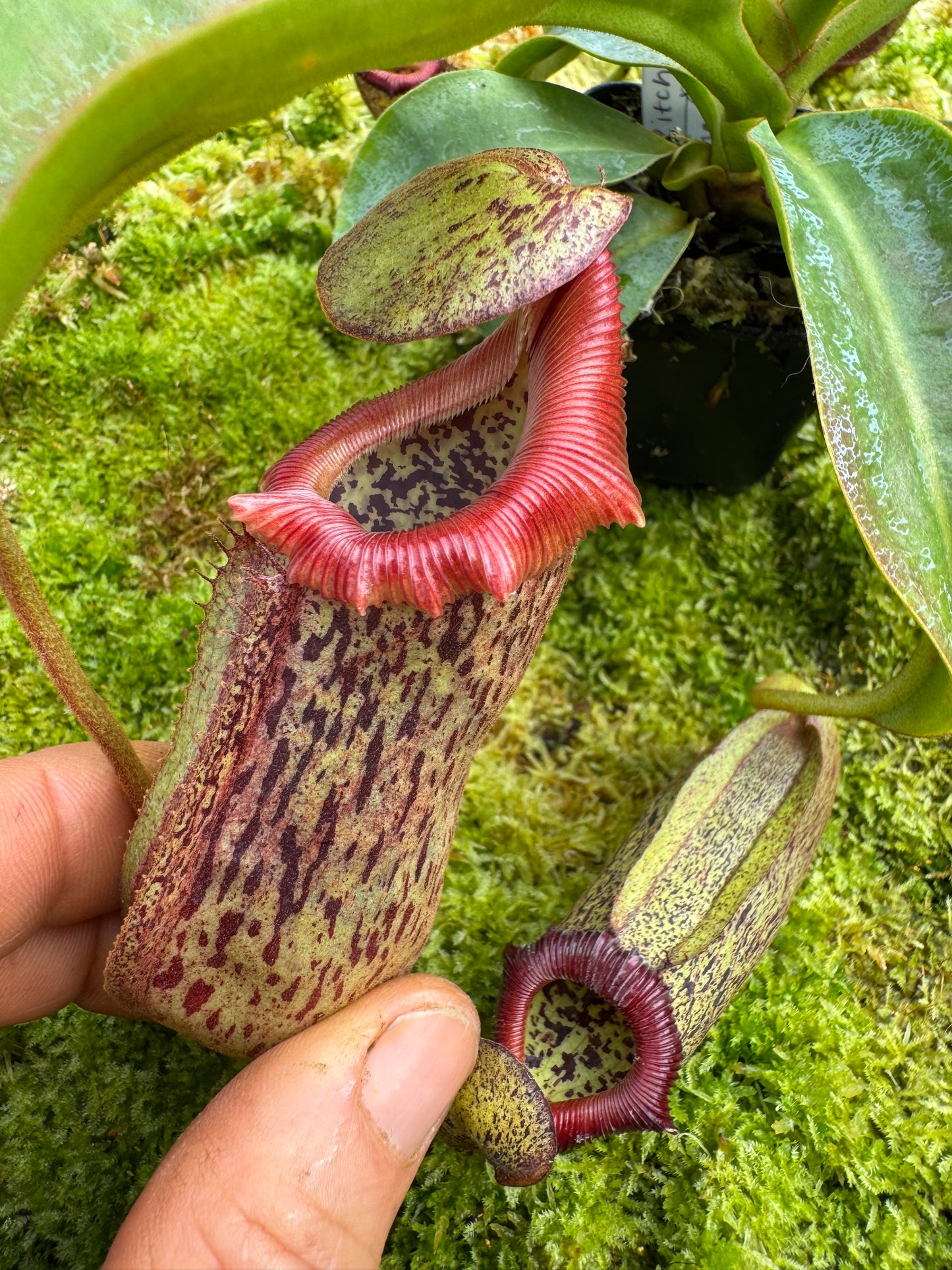 499.N.(Veitchii x burbidgeae) x (maxima x edwardsiana) 65mm pot