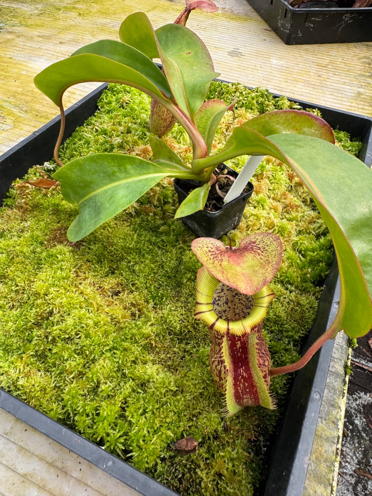 501.N(veitchii x burbidgeae whitey) x (maxima x edwardsiana) 65mm pot