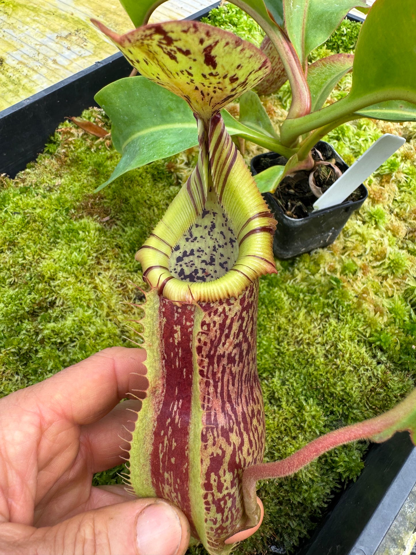501.N(veitchii x burbidgeae whitey) x (maxima x edwardsiana) 65mm pot