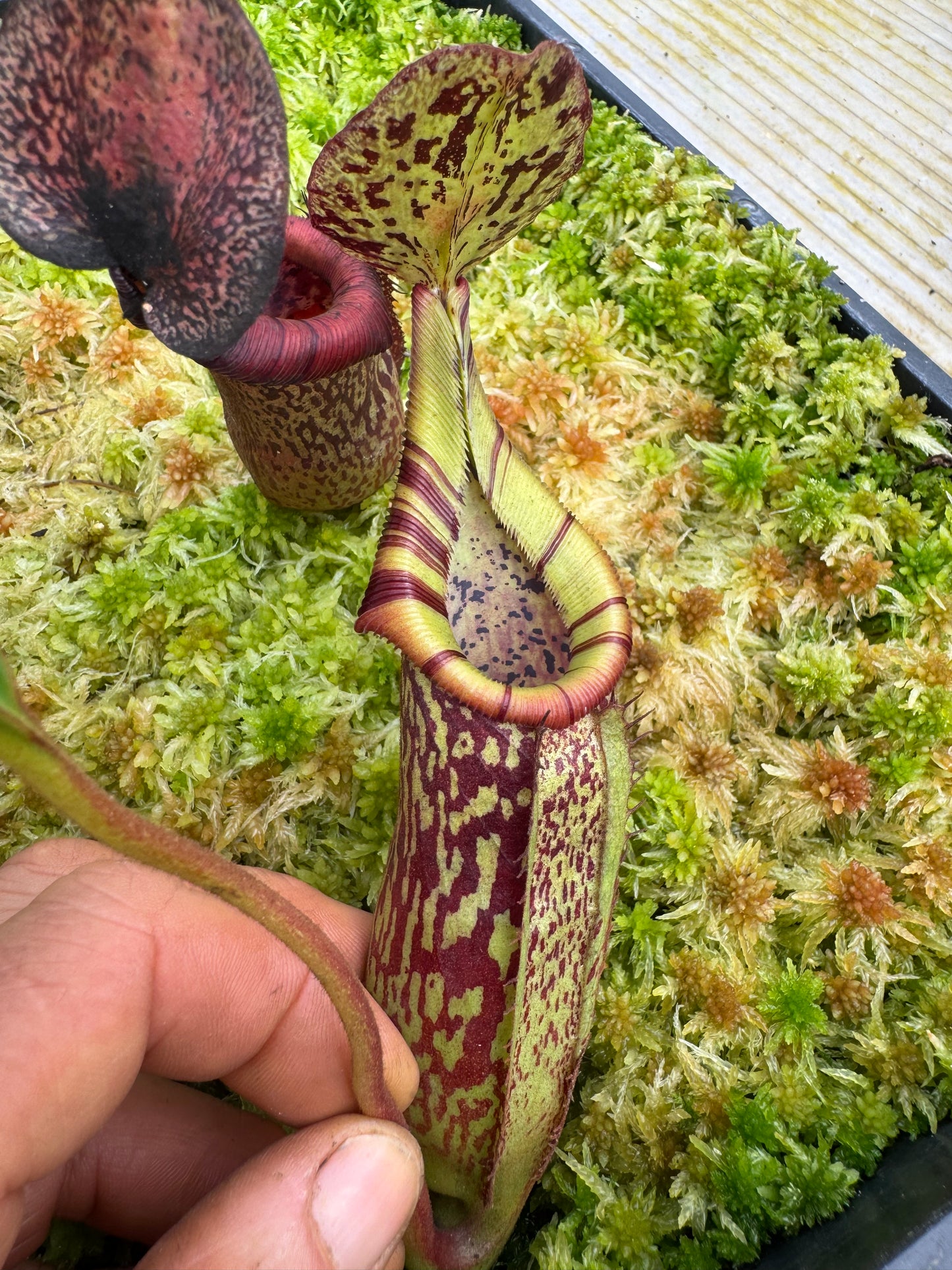 506.N.(VEITCHII X BURBIDGEAE 'whitey') x9 maxima x edwardsiana) 65mm pot