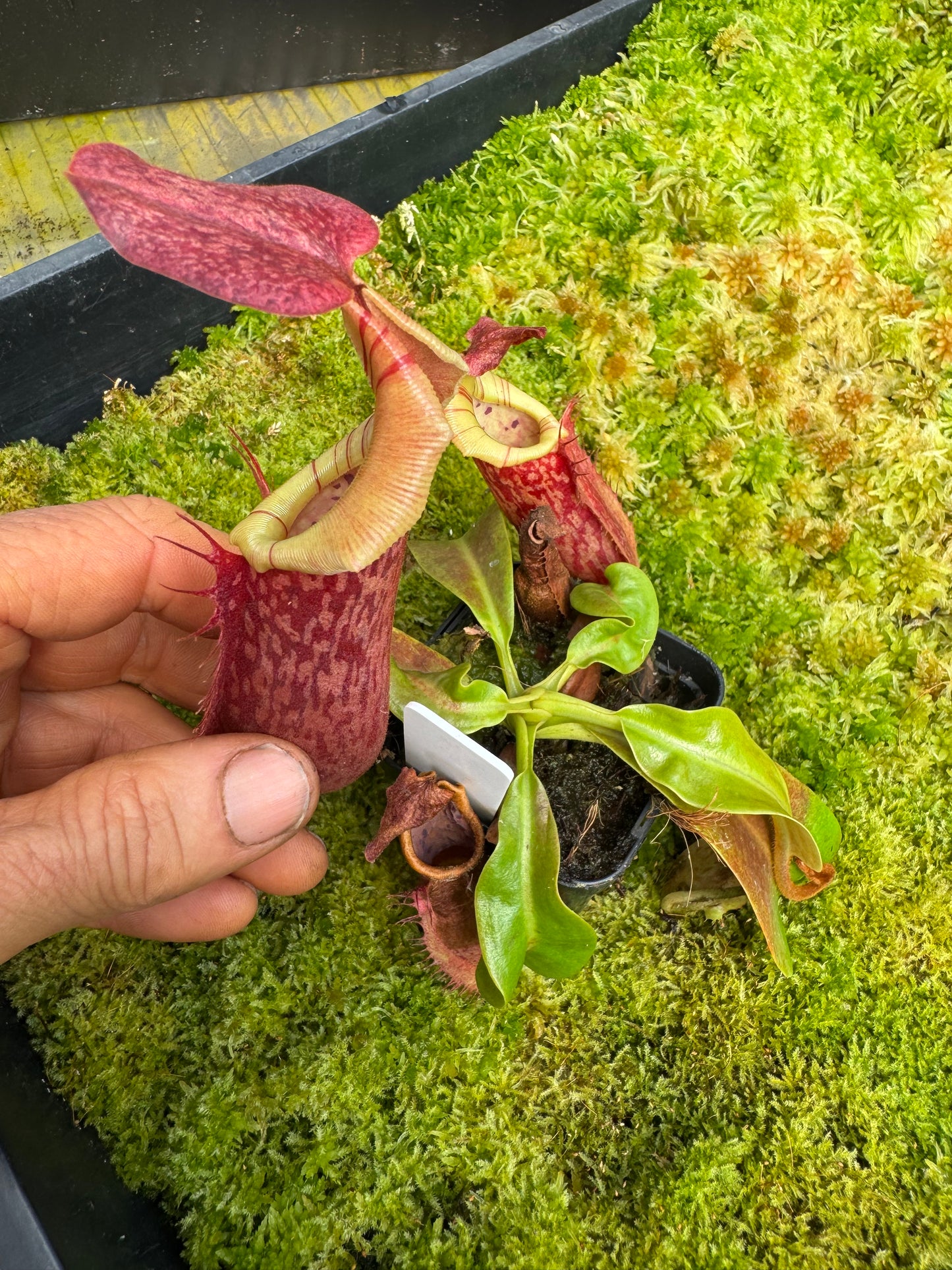 515.N.(eymae x veitchii) x Bookerensis 65mmpot