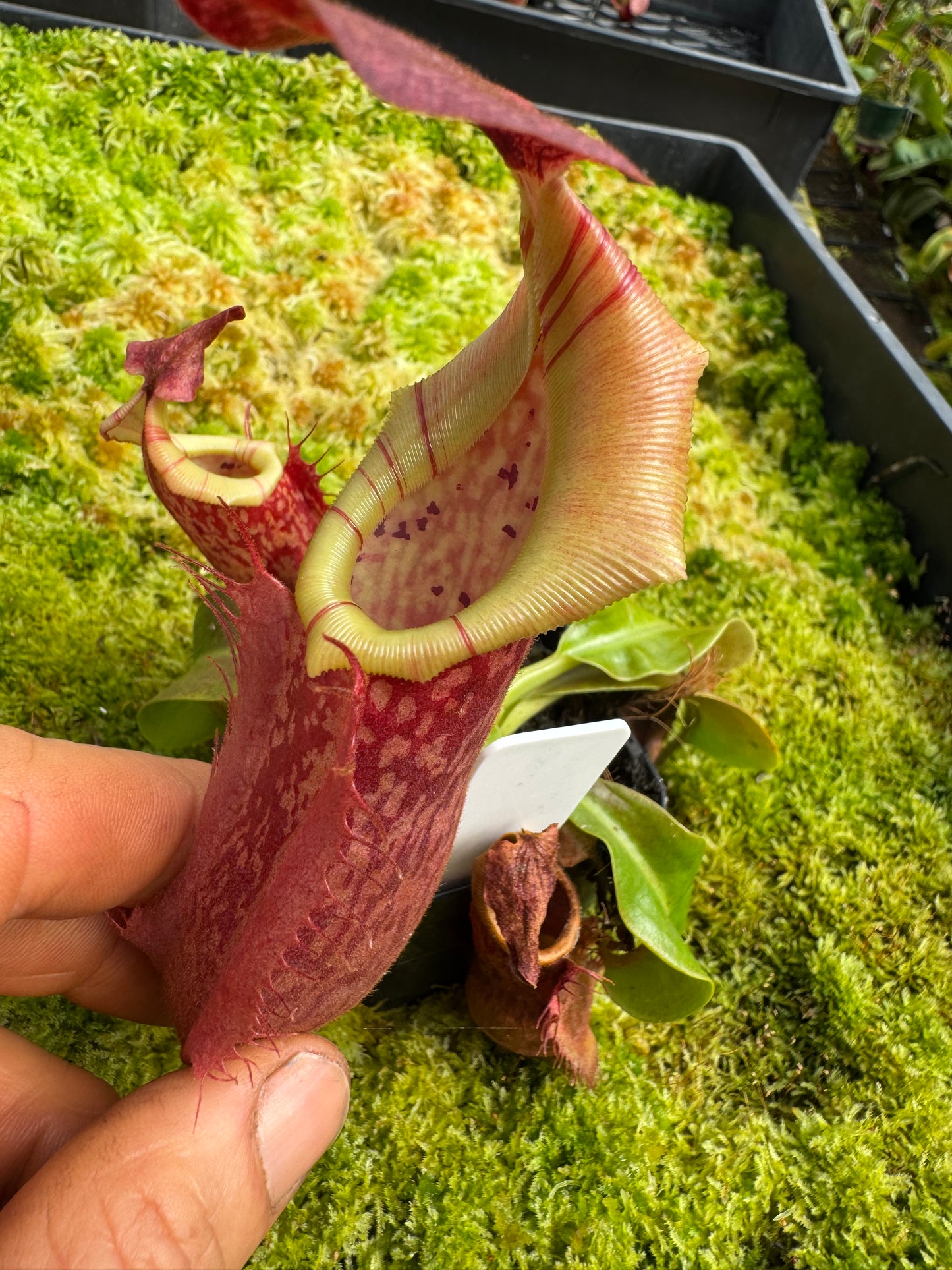515.N.(eymae x veitchii) x Bookerensis 65mmpot