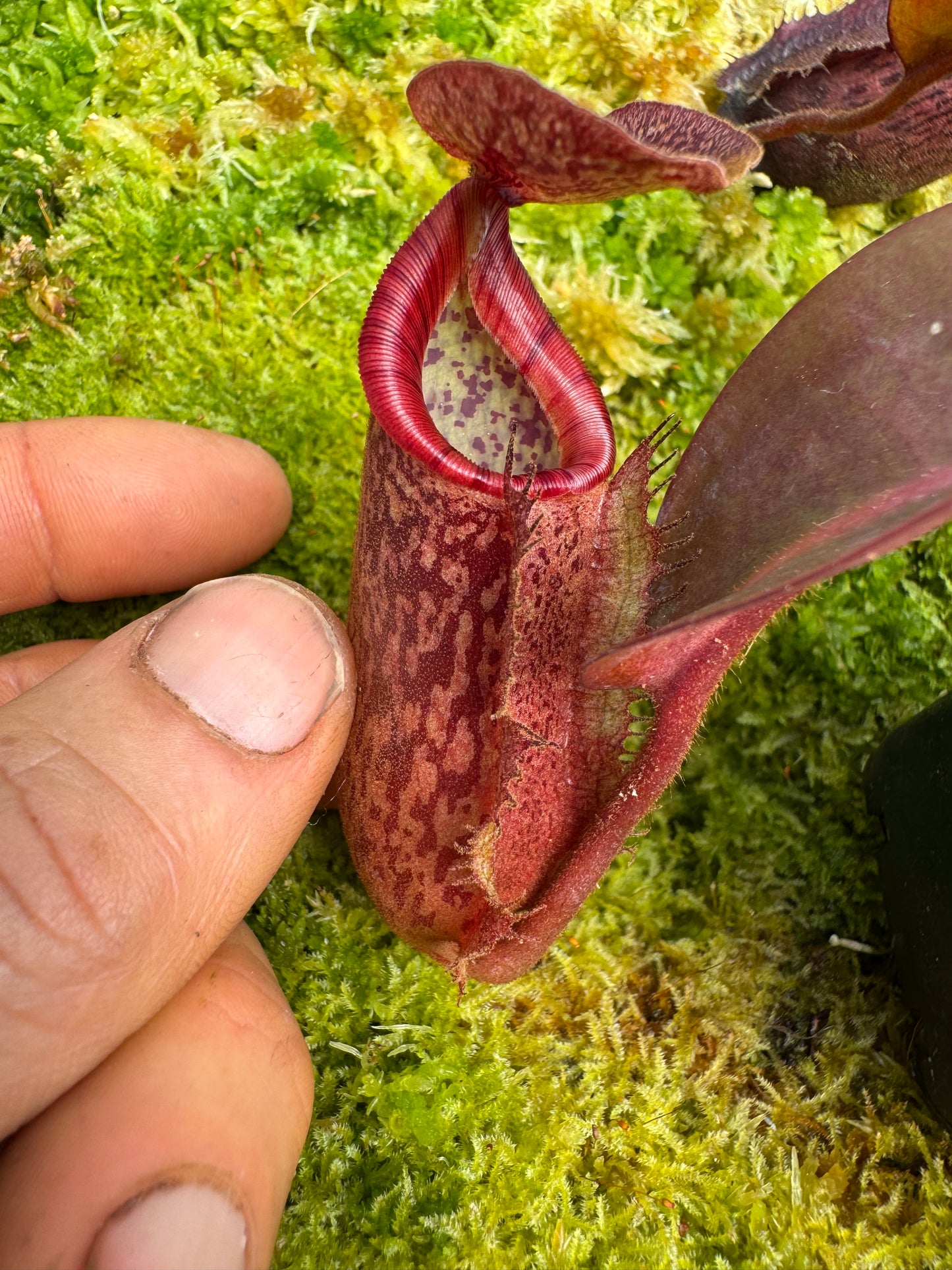 520. N. (veitchii x burbidgeae) x {[(rokko ep x boschiana) x (veitchii x burbidgeae)}65mm pot