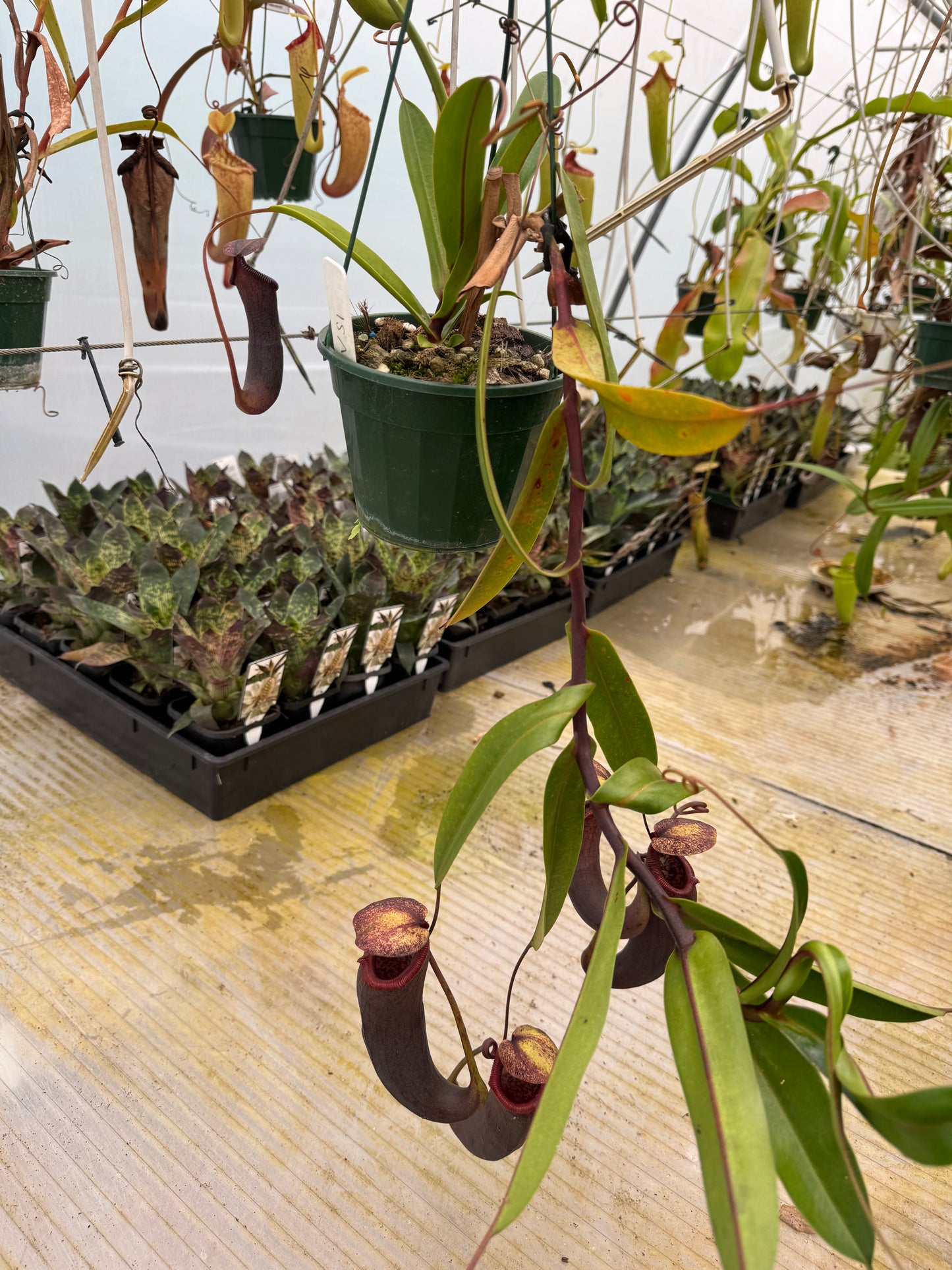 526. Nepenthes (ventricosa x sibuyanensis) x izumeae 140mm pot