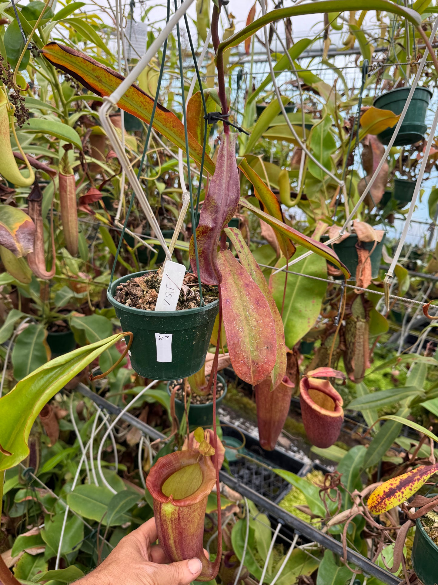 527.Nepenthes (ventricosa x sibuyanensis) x Jaquelineae 140mm pot