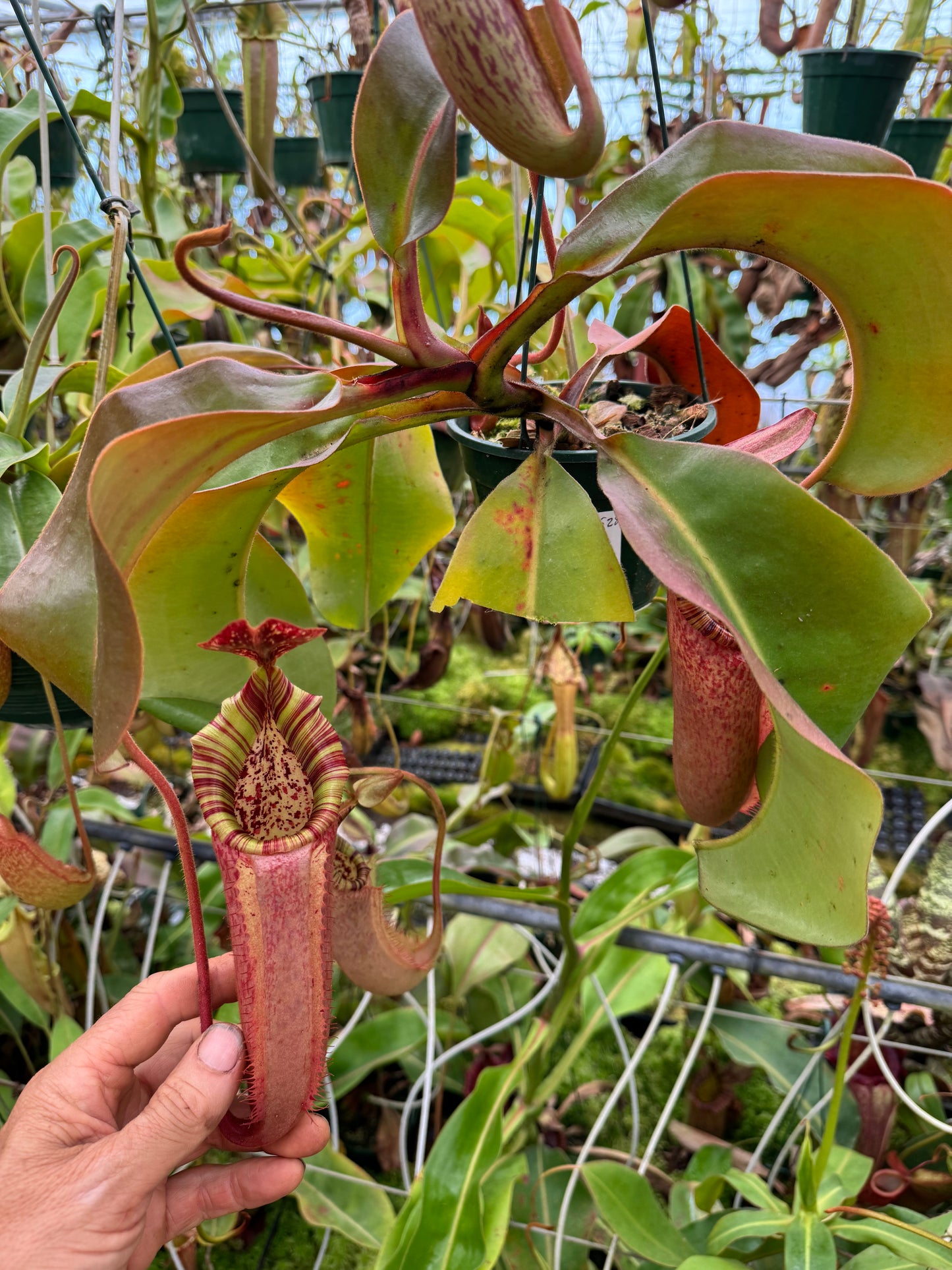 528.N.(Boschiana x veitchii) x tiveyi 1430mm pot