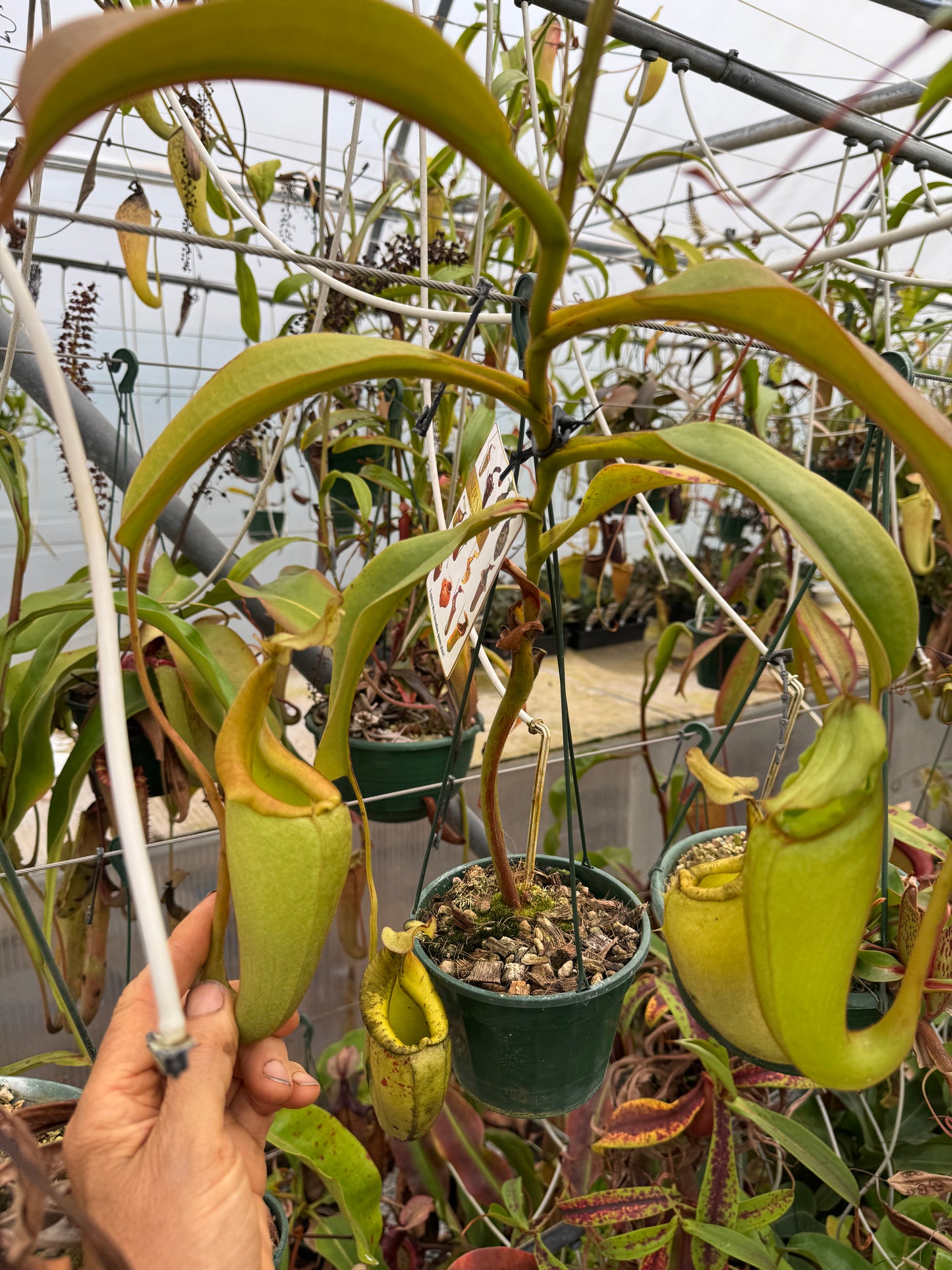 529.N.eymae x veitchii 140mm pot