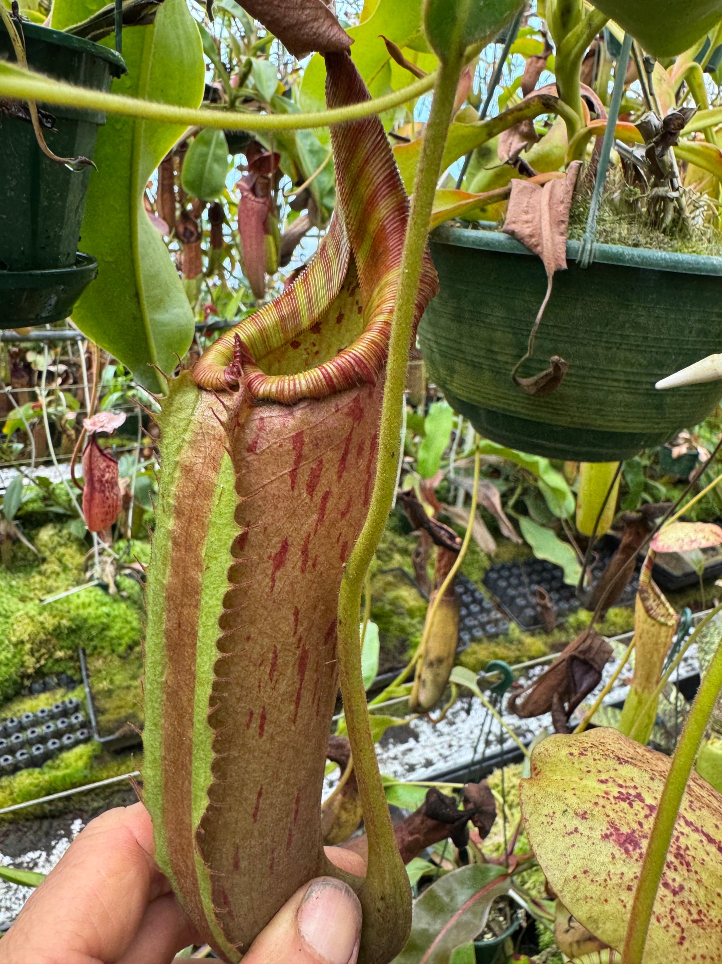 533.N. Tiveyi 140mm pot