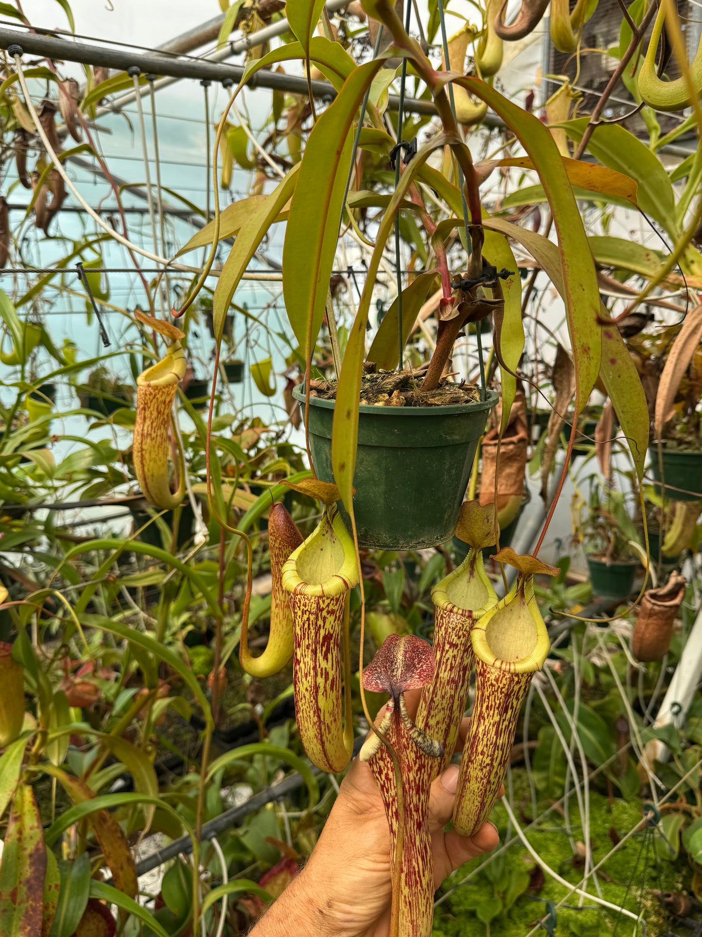 534.N. (ventricosa x sibuyanensis) x (maxima x spectabilis) 140mm pot