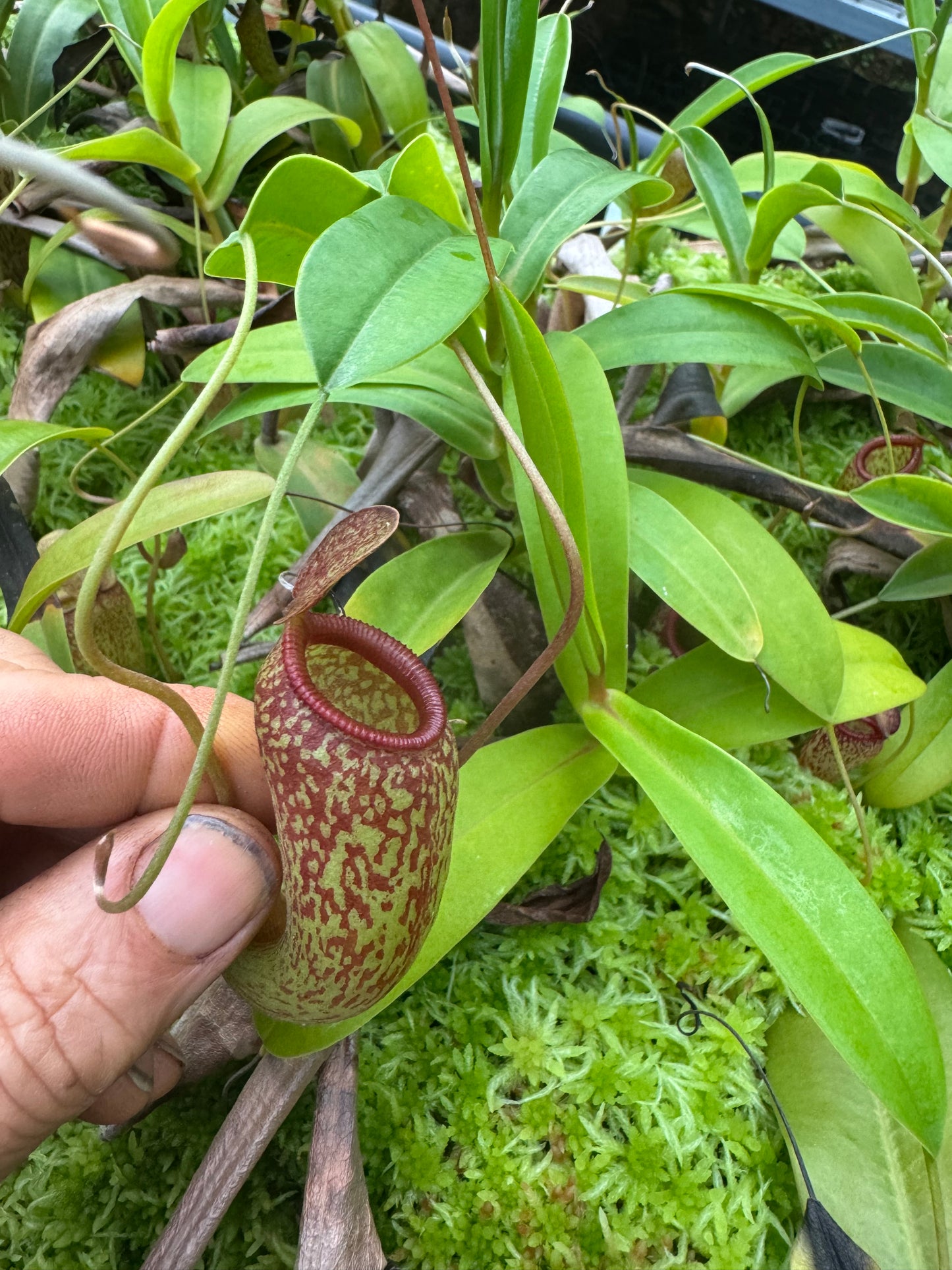 N.Ventricosa x aristolochioides 50mm plug