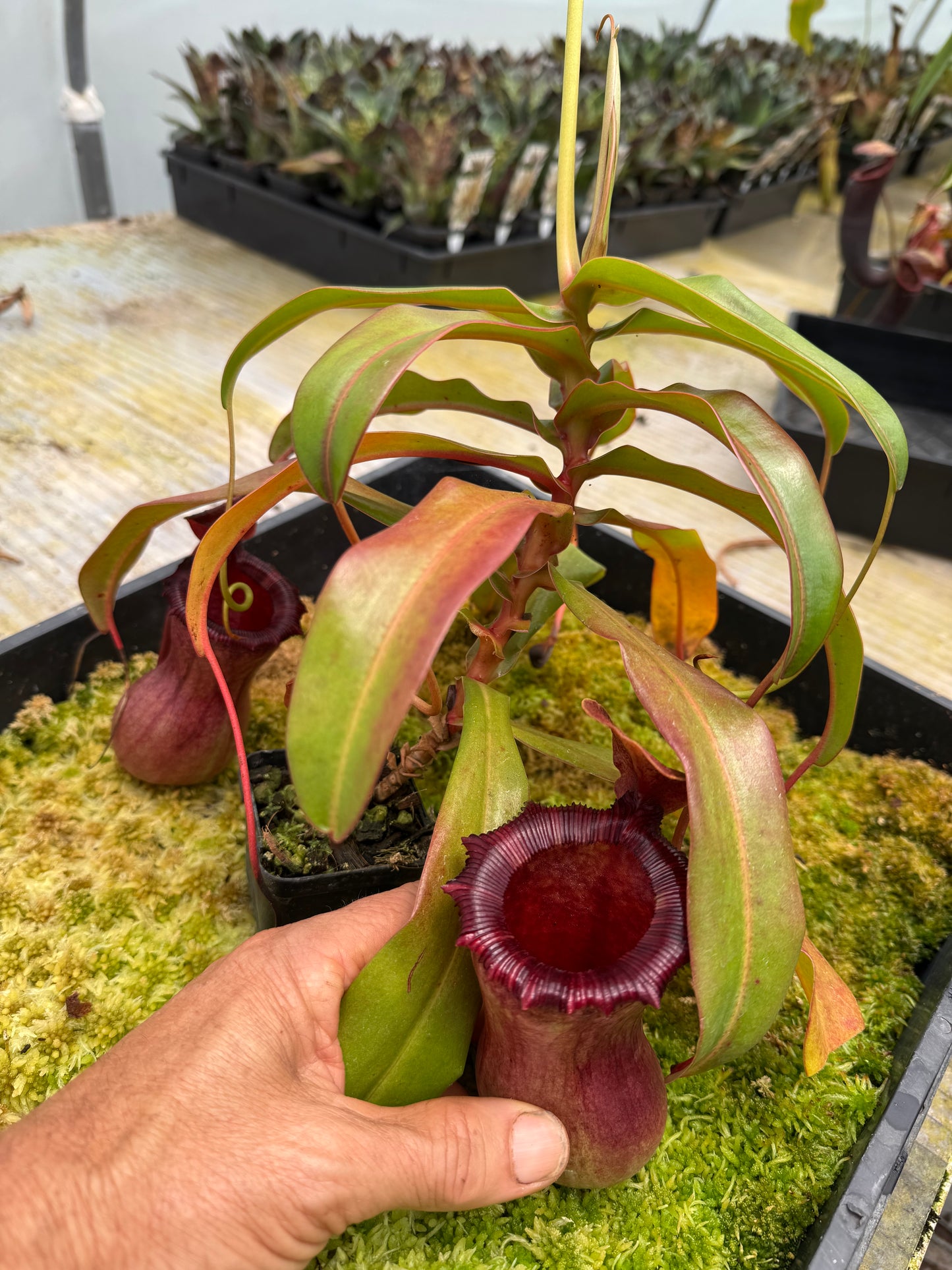 542.N. VSB x VVLV 65mm pot female plant