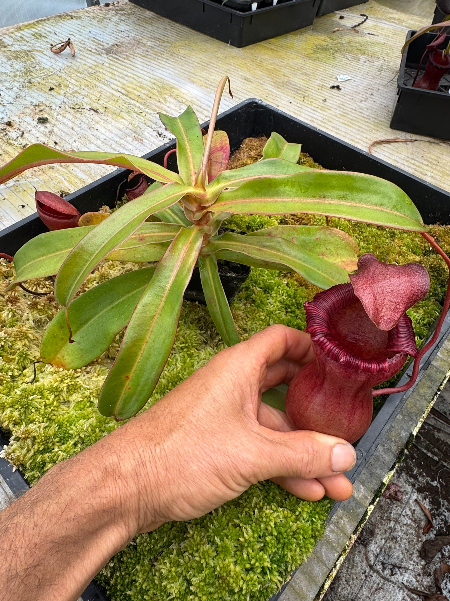 543.N.VSB x VVLV 65mm pot