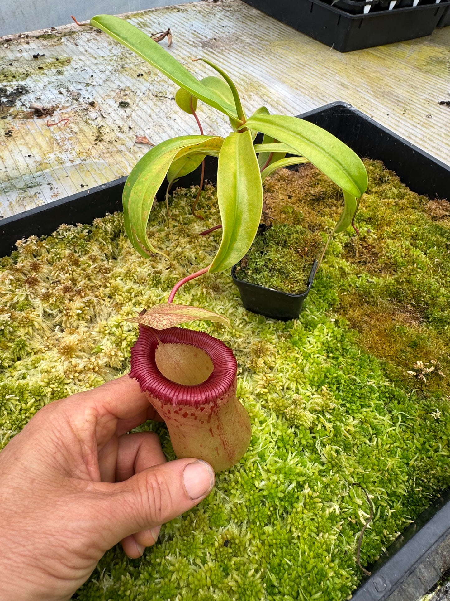 545.N. VSB x VVLV 65mm pot