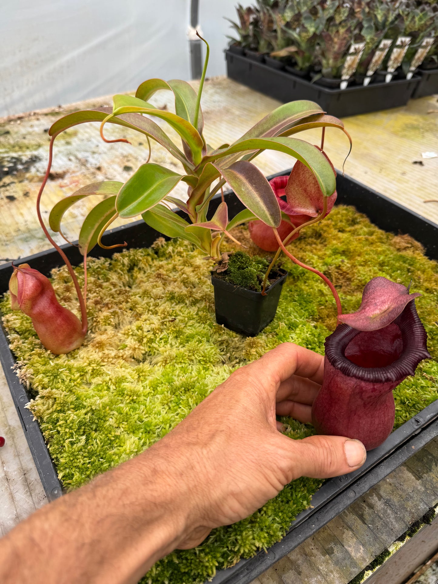 546.N.VSB x VVLV 65mm pot