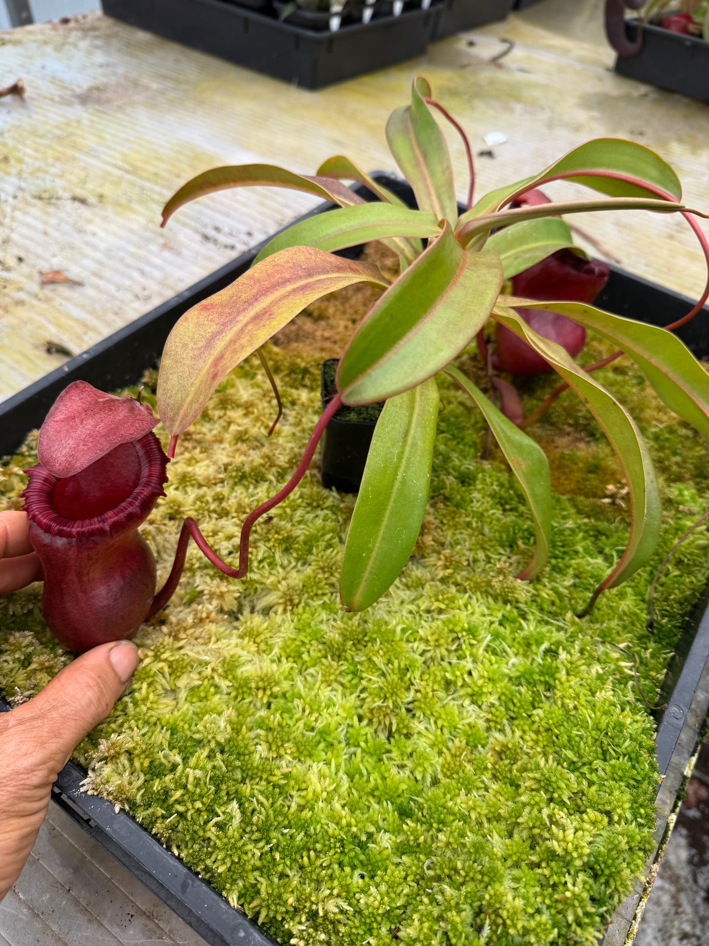 547.N.VSB x VVLV 65mm pot