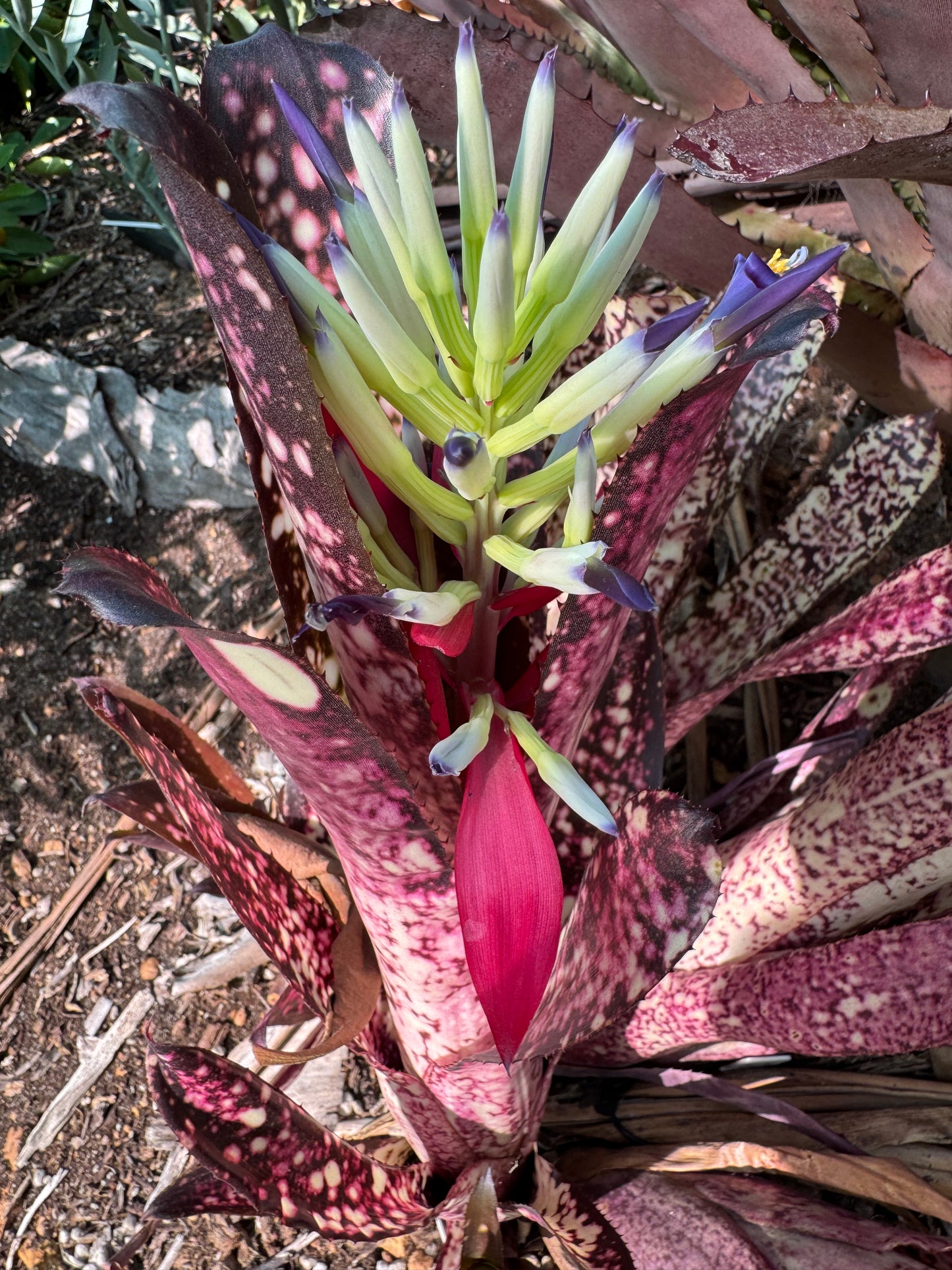 Billbergia hallelujah single tank