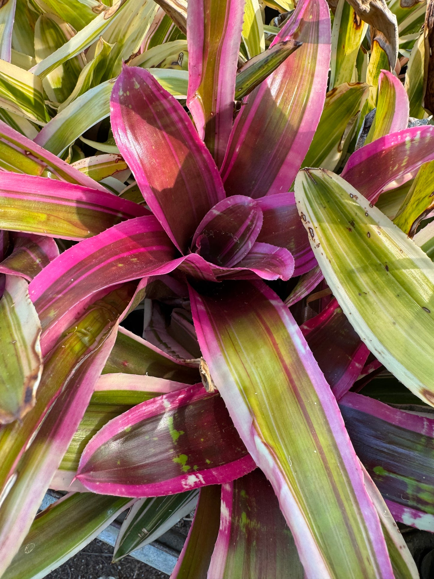 Neoregelia tri star 1 tank