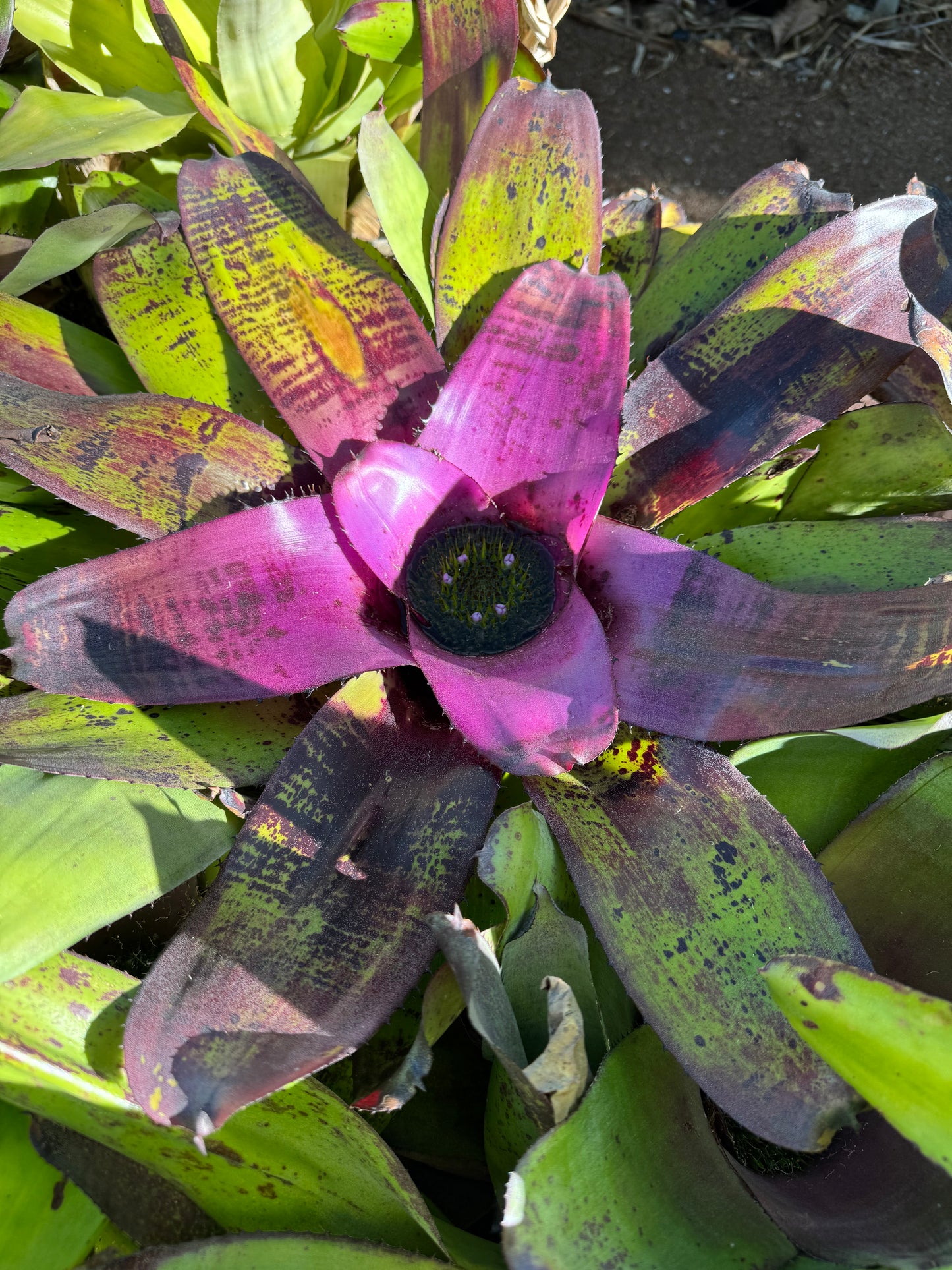 Neoregelia Purpole heart 1 tank