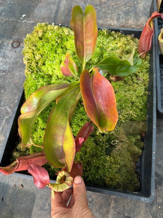 582.N.(eymae x veitchii) x bookerensis 65mm pot