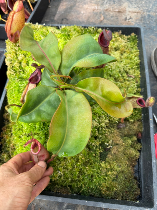 587.N.white(veitchii x burbidgeae) x (lingulate x truncata) n65mm pot