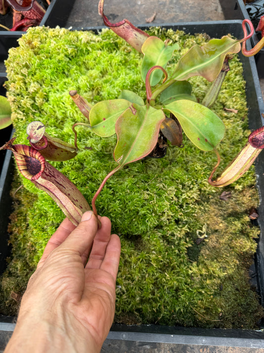 600.N.white(veitchii x burbidgeae) x (lingulata x truncata) n65mm pot