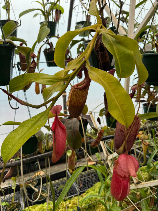 608.N.Tiveyi 140mm pot