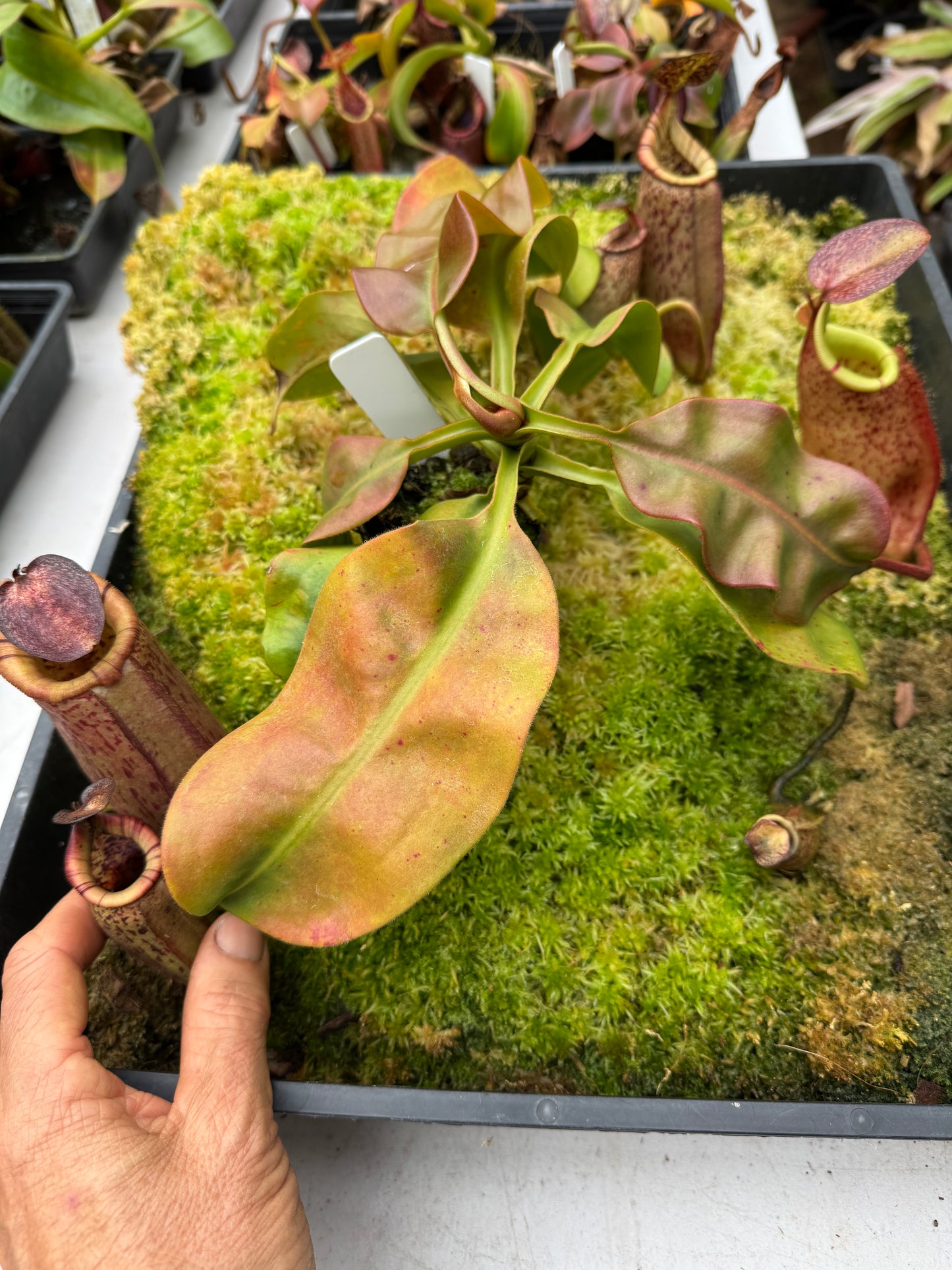 636.N.(veitchii x burbidgeae) x (boschiana x veitchii) 65 mm pot