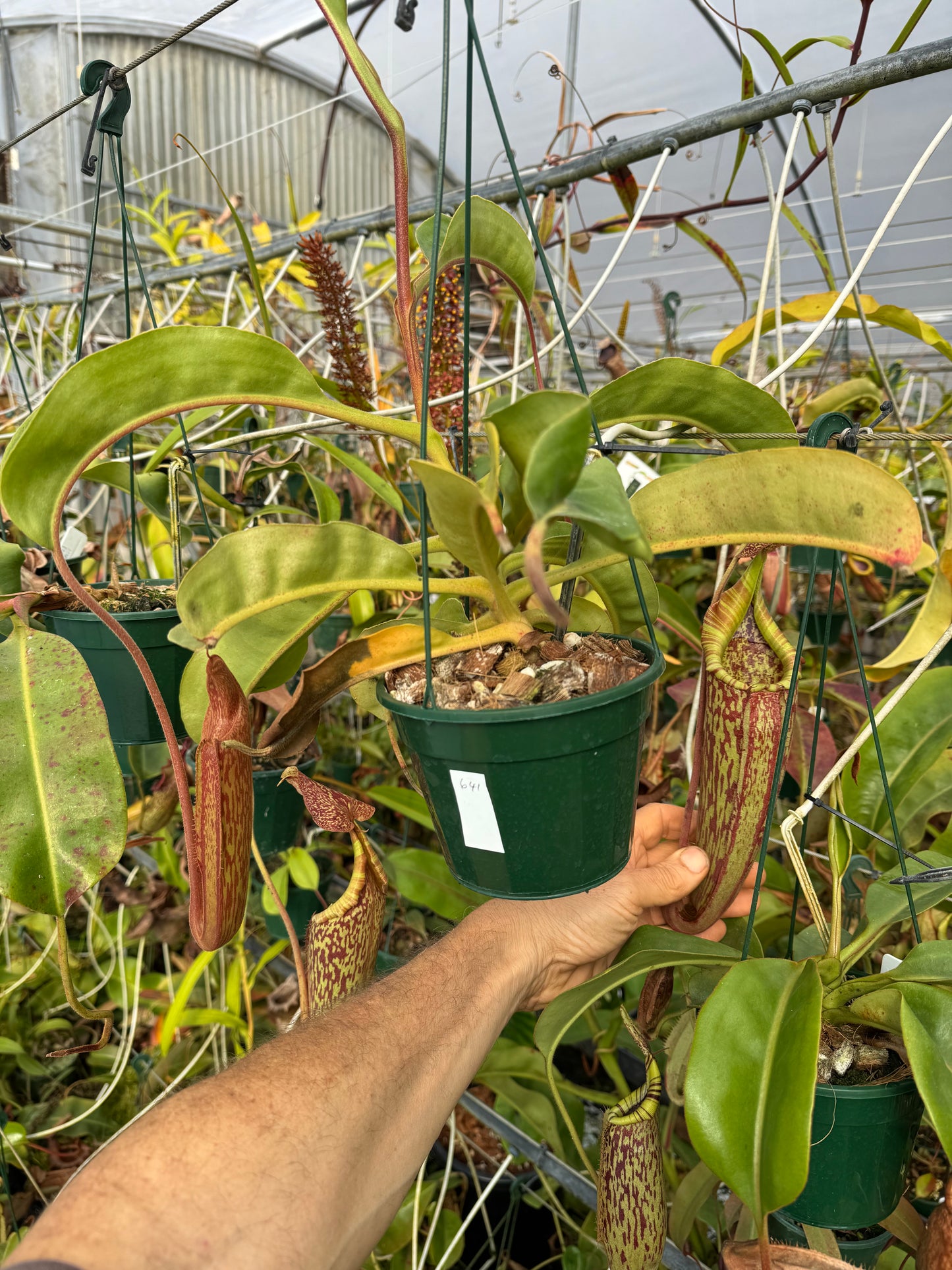 641.N.tiveyi x stenophylla 140mm pot