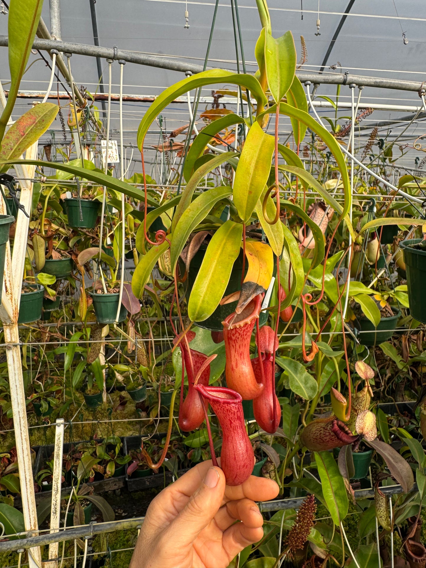 652.N.ventricosa x sibuyanensis red 140mm pot