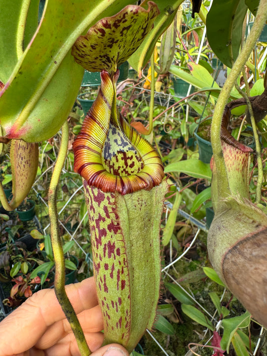 653.N. (veitchii x burbidgeae) x (maxima x edwardsiana) 1430mm pot