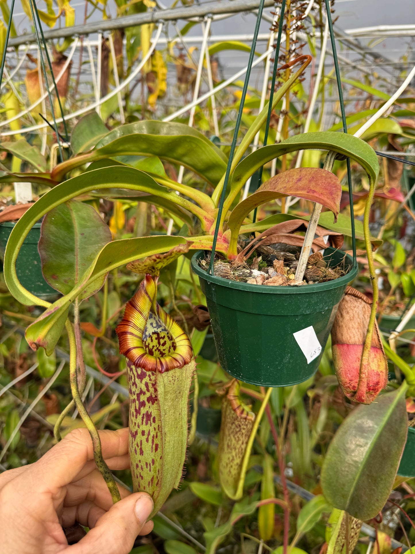 653.N. (veitchii x burbidgeae) x (maxima x edwardsiana) 1430mm pot