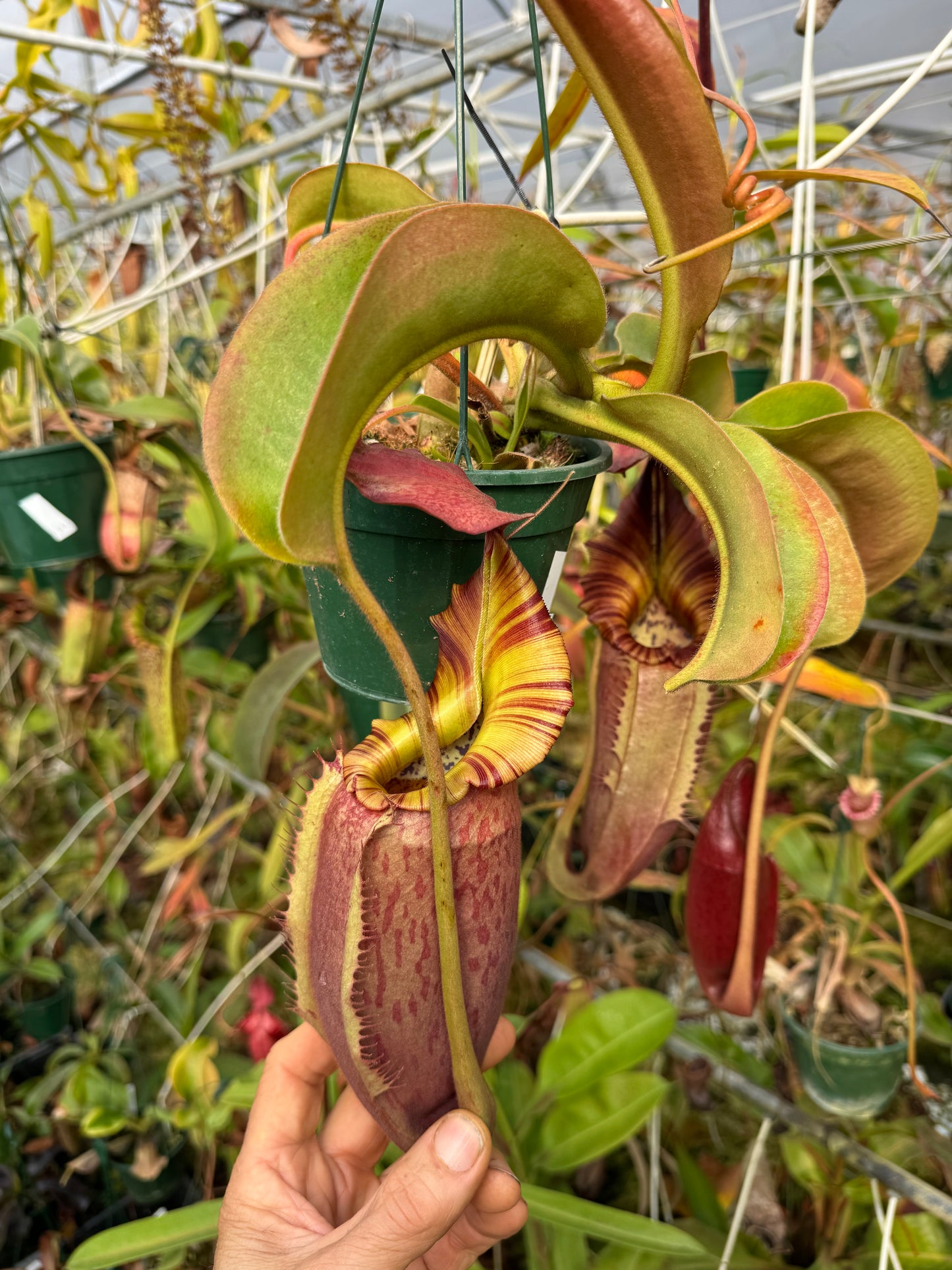 654.N. (eymae x veitchii) x (maxima x edwardsiana) 140mm pot
