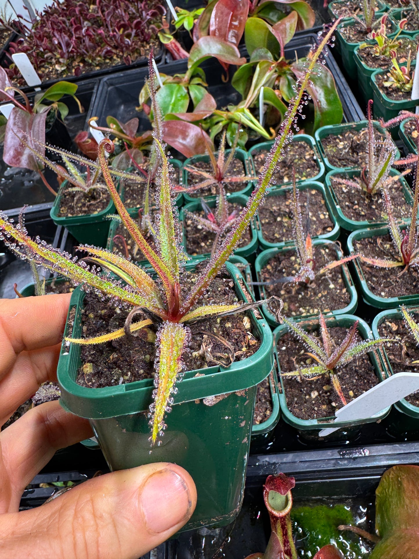 Drosera Regia 'the king sundew'