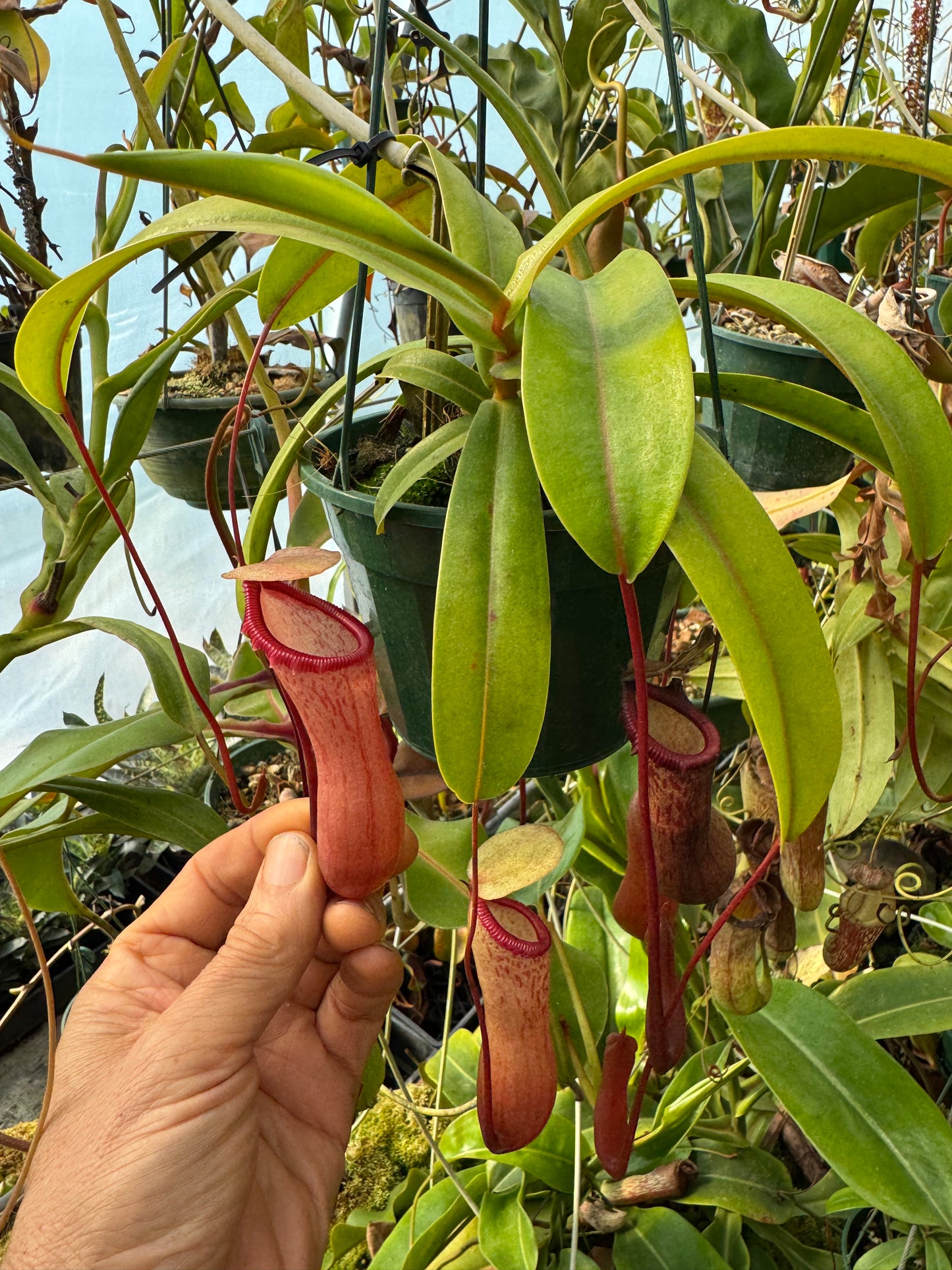 656.N.ventricosa x sibuyanensis 140mm pot