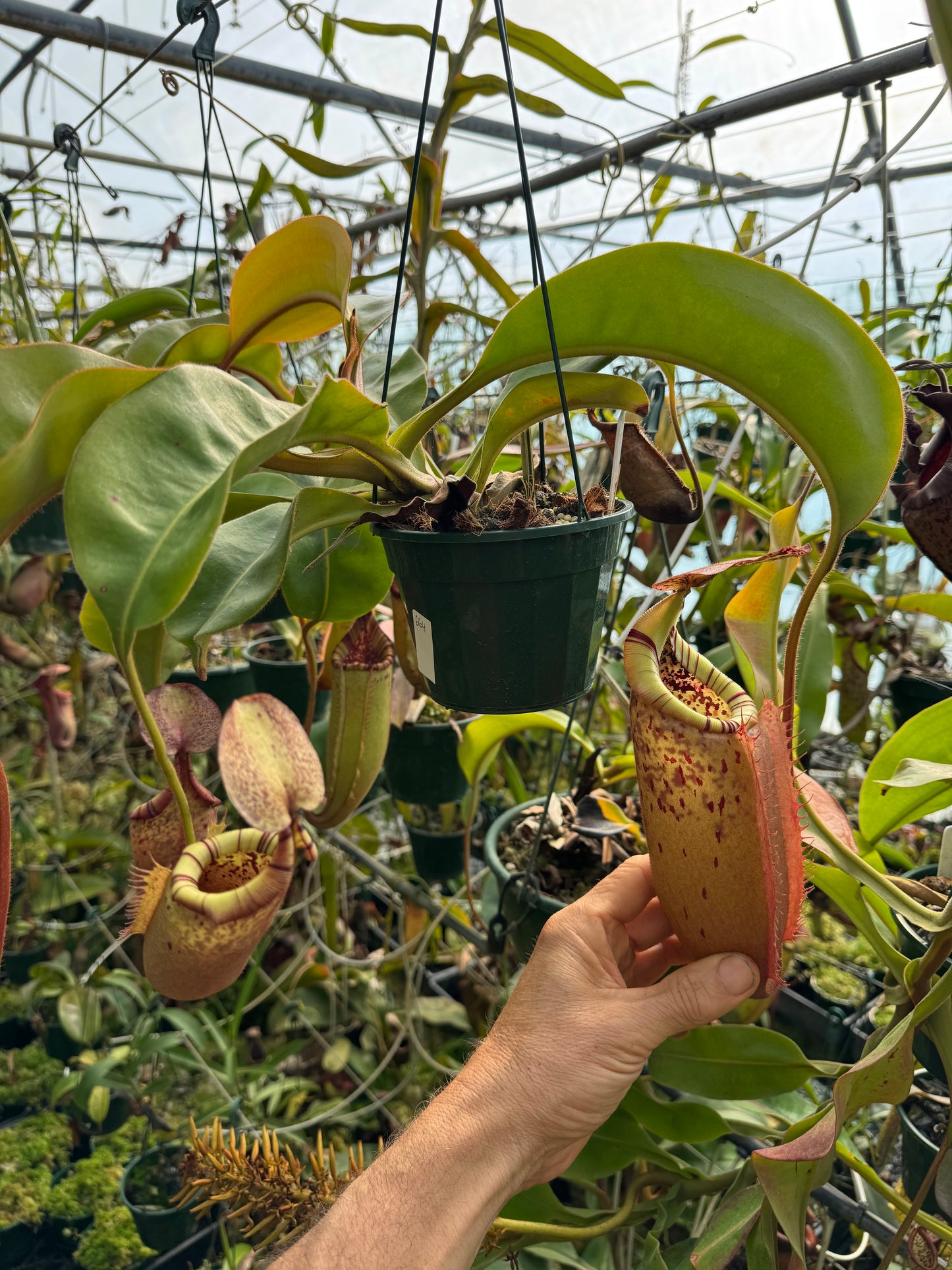 664.N.(veitchii x burbidgeae) white x (lingulata x truncata) 140mm pot