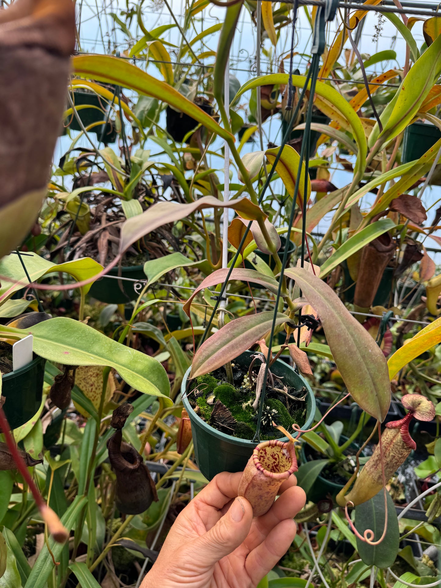 666.N. (ventricosa x sibuyanensis) x ovata 140mm pot