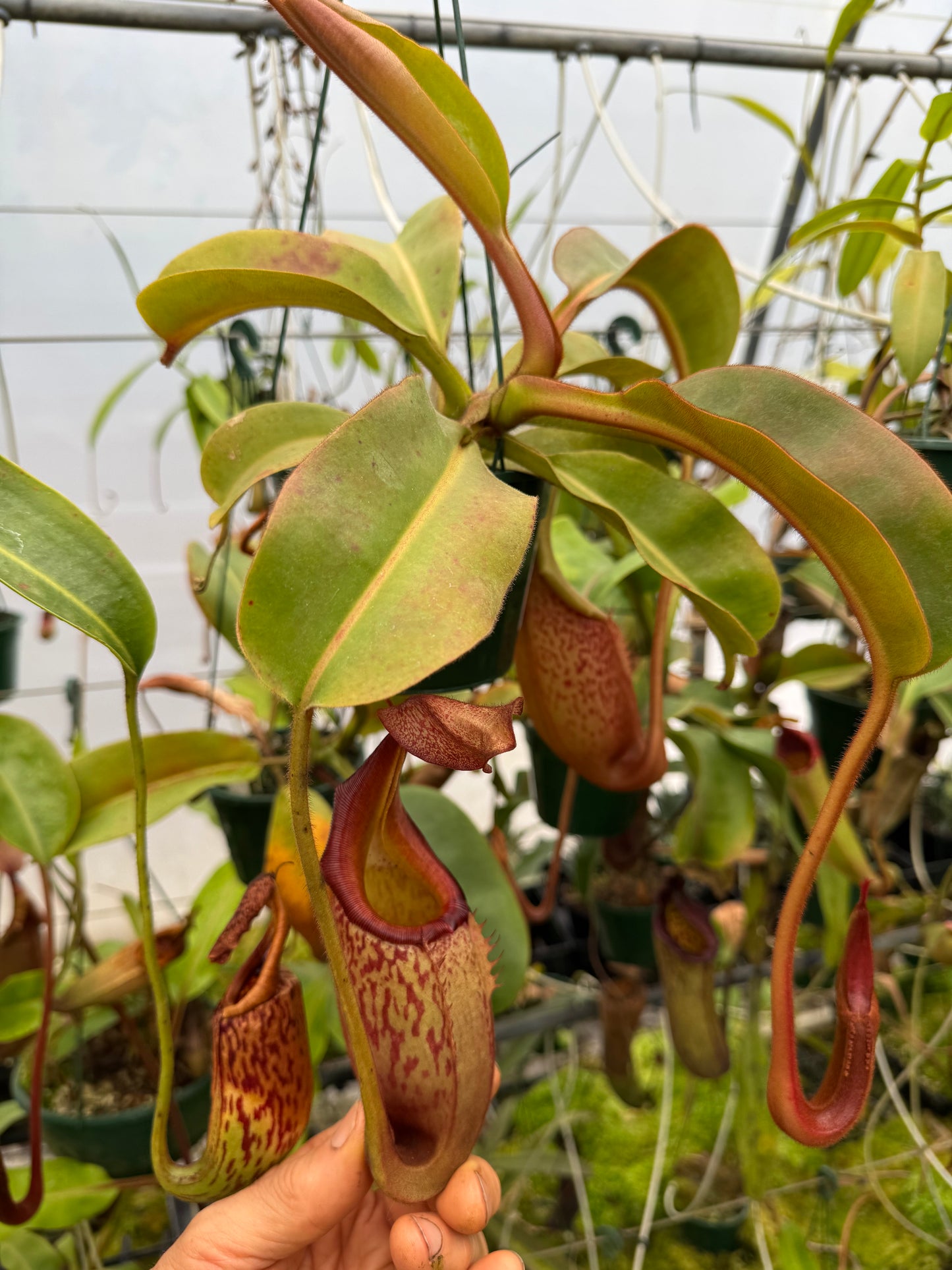 676.N.(eymae x veitchii) x (maxima x edwardsiana) 140mm pot