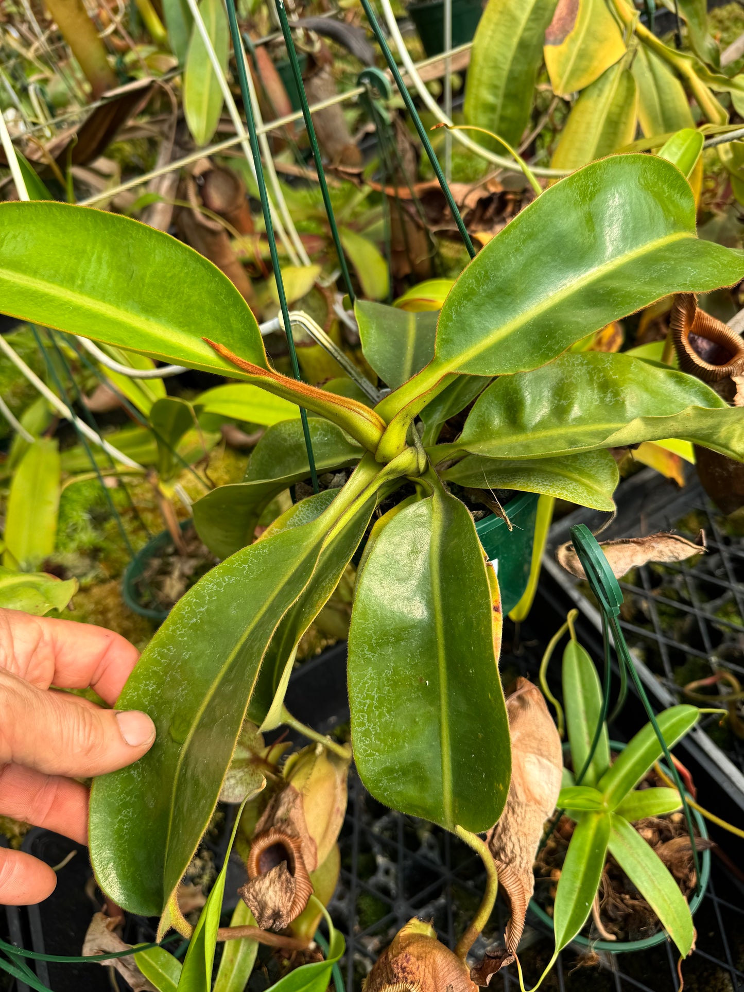 688.N.,(veitchiiu x burbidgeae) x (maxima x edwardsiana) 140mm pot