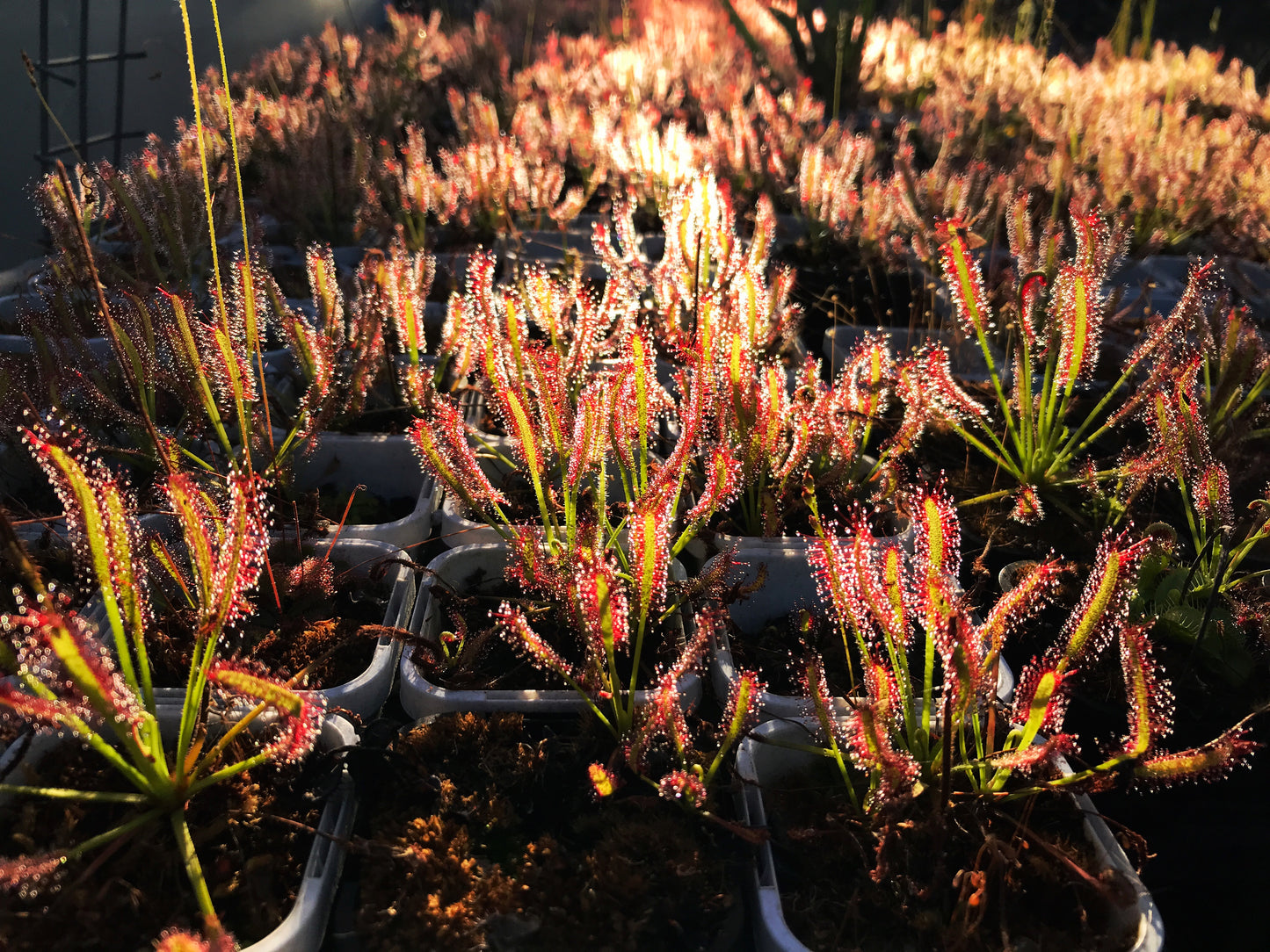Drosera capensis