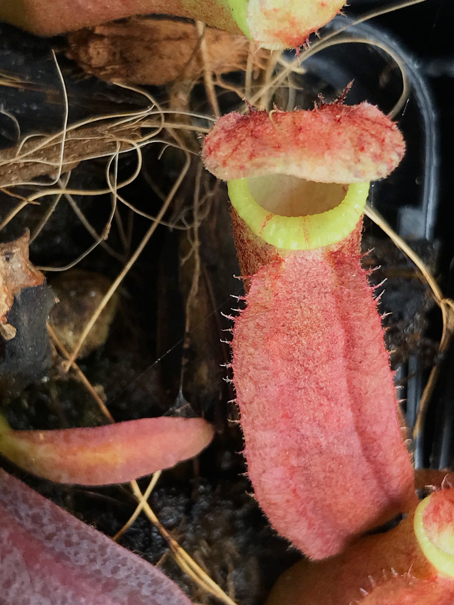 Nepenthes Veitchii 65mm pot
