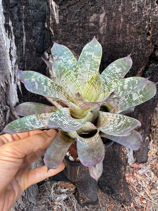 Vriesea Gigantea Nova 100mm pot