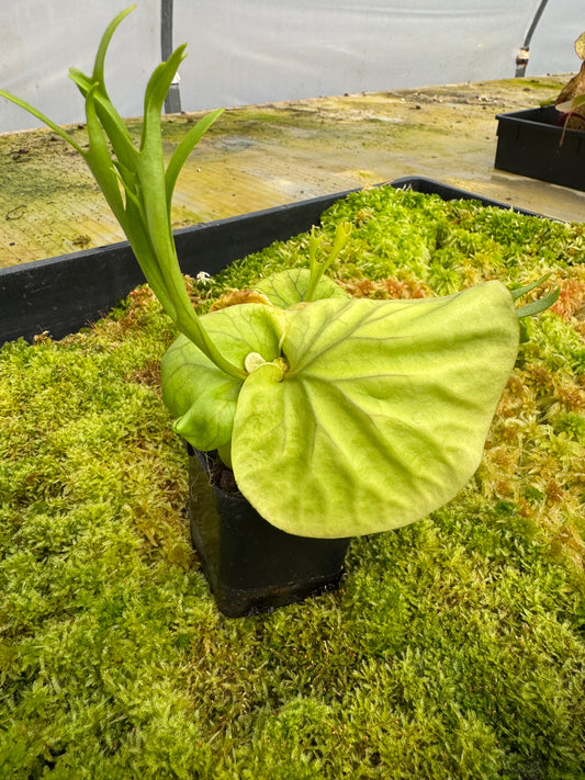 Platycerium Ridleyi 65mm pot