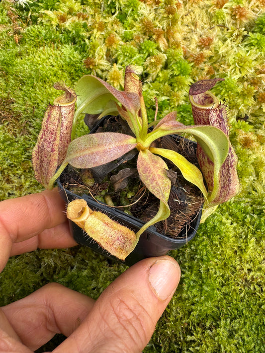 Nepenthes Maxima TC 65mmn pot